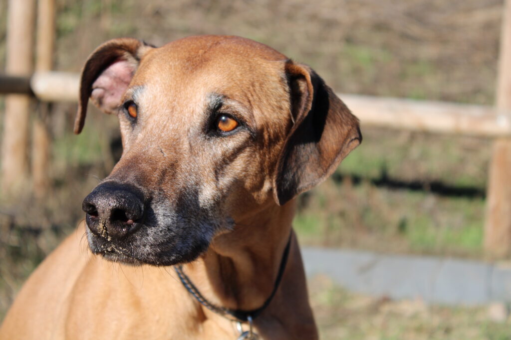 Hundeschule im Berliner Süden