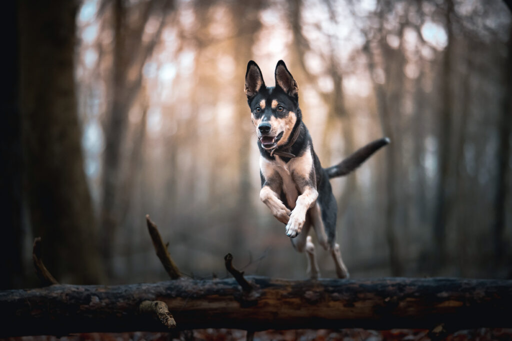 Social Walk mit Hund