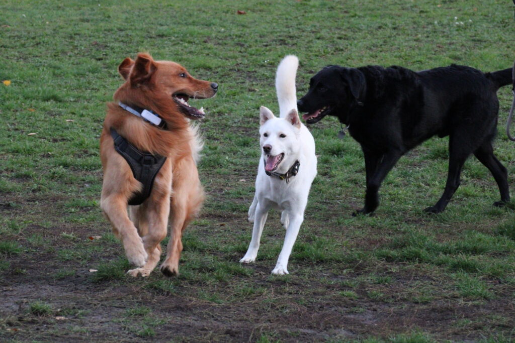 Spielstunde für Hunde