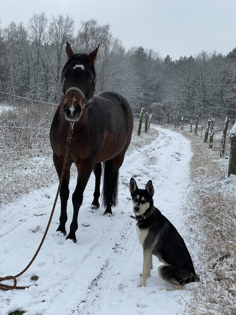 Hund und Pferd, Training für Vierbeiner